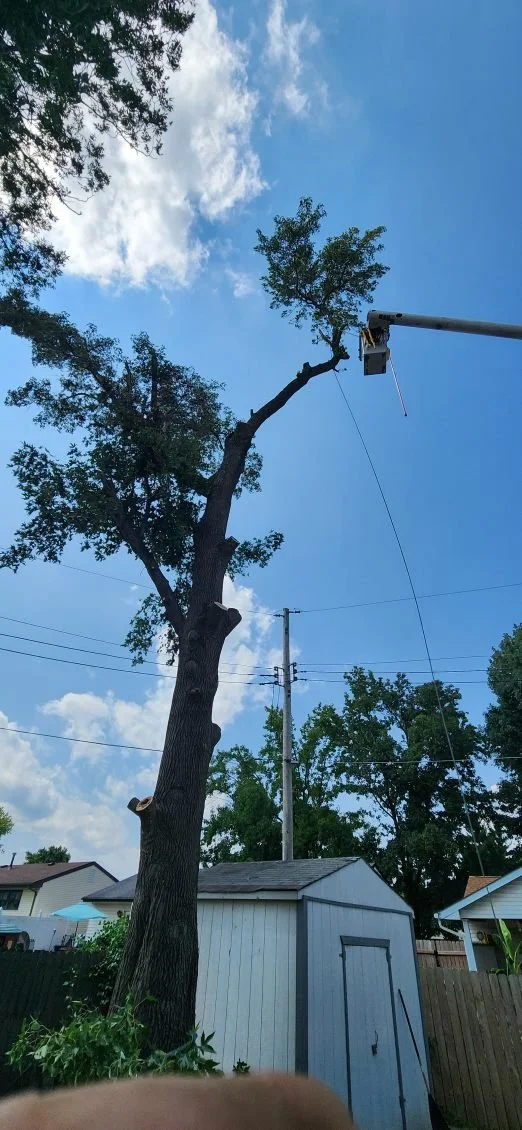 Trimming Jefferson County